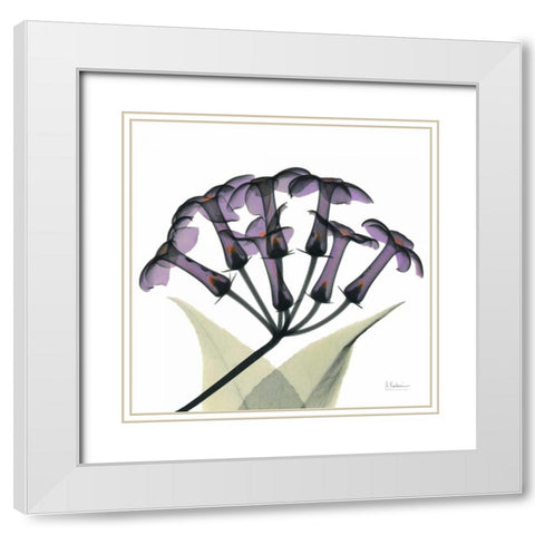 Purple Stephanotis Close up White Modern Wood Framed Art Print with Double Matting by Koetsier, Albert