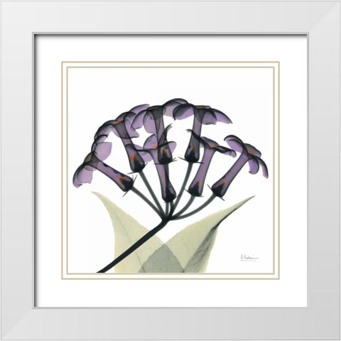 Purple Stephanotis Close up White Modern Wood Framed Art Print with Double Matting by Koetsier, Albert