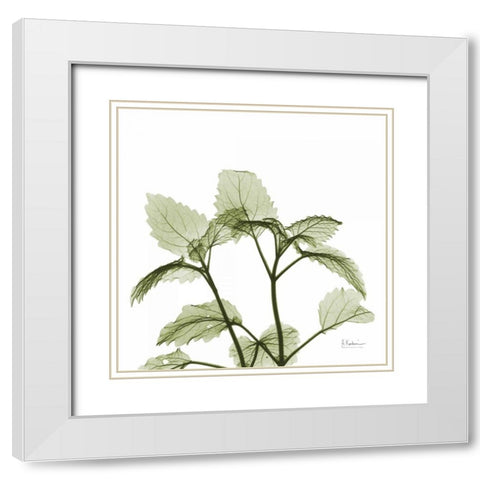 Green Leaves in Bloom White Modern Wood Framed Art Print with Double Matting by Koetsier, Albert