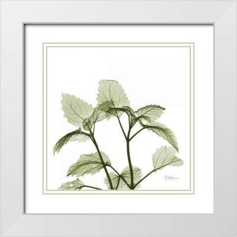 Green Leaves in Bloom White Modern Wood Framed Art Print with Double Matting by Koetsier, Albert