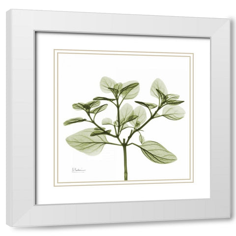 Green Leaves in Bloom 2 White Modern Wood Framed Art Print with Double Matting by Koetsier, Albert