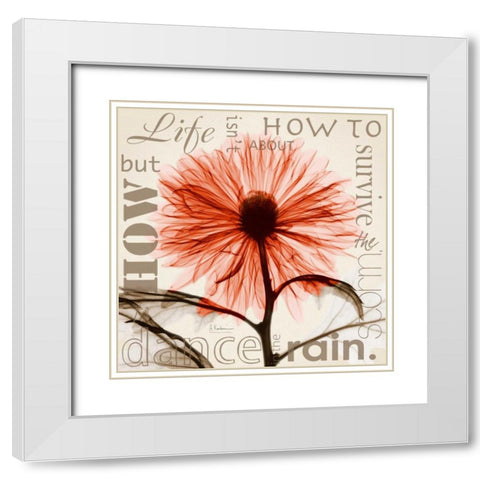 Chrysanthemum Life White Modern Wood Framed Art Print with Double Matting by Koetsier, Albert