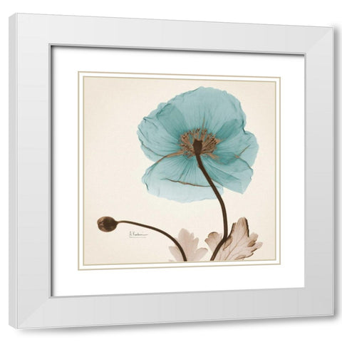 Iceland Poppy Believe White Modern Wood Framed Art Print with Double Matting by Koetsier, Albert