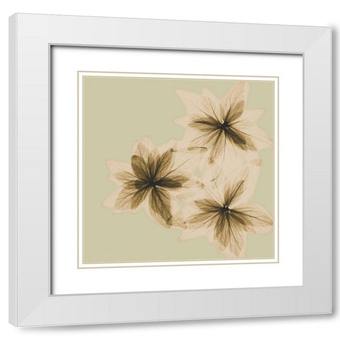 Starburst White Modern Wood Framed Art Print with Double Matting by Koetsier, Albert