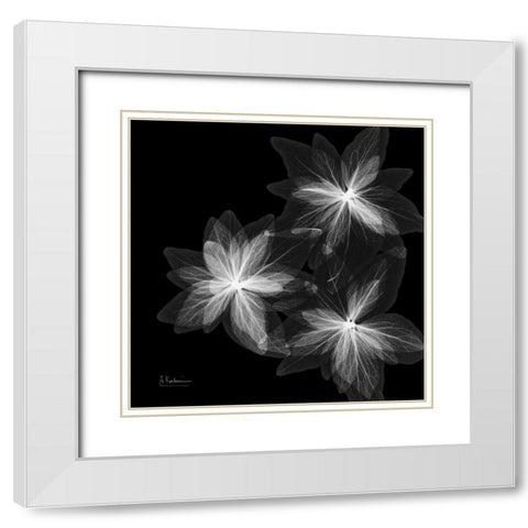 starburstInverted White Modern Wood Framed Art Print with Double Matting by Koetsier, Albert