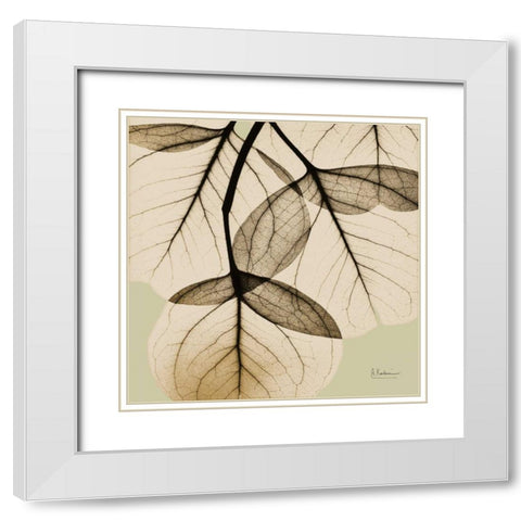 Eucalyptus White Modern Wood Framed Art Print with Double Matting by Koetsier, Albert