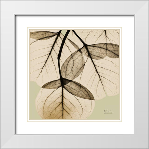 Eucalyptus White Modern Wood Framed Art Print with Double Matting by Koetsier, Albert