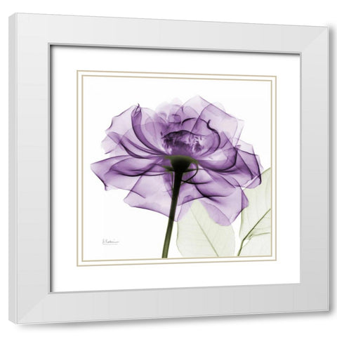 purpleRose White Modern Wood Framed Art Print with Double Matting by Koetsier, Albert