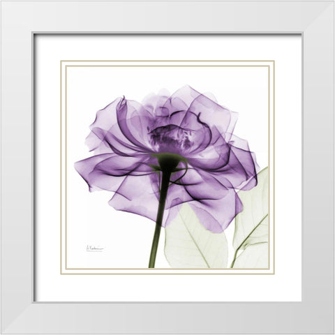 purpleRose White Modern Wood Framed Art Print with Double Matting by Koetsier, Albert