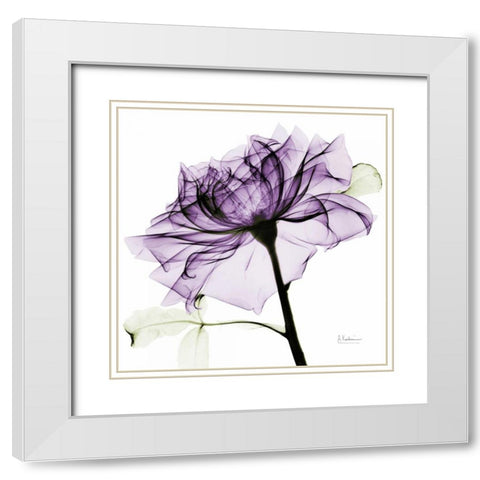 purpleRose2 White Modern Wood Framed Art Print with Double Matting by Koetsier, Albert