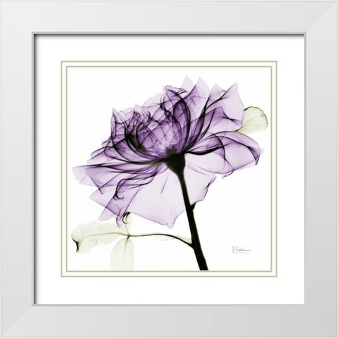 purpleRose2 White Modern Wood Framed Art Print with Double Matting by Koetsier, Albert