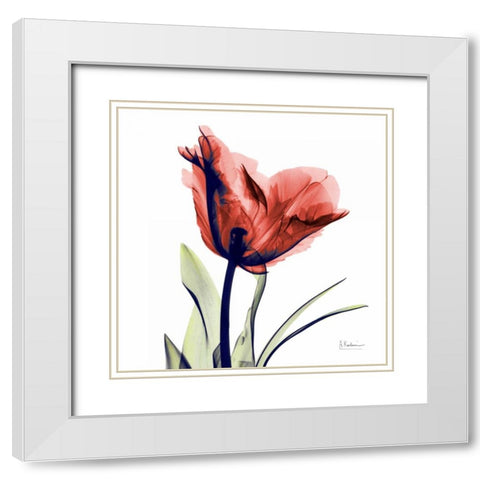 Tulip Red White Modern Wood Framed Art Print with Double Matting by Koetsier, Albert