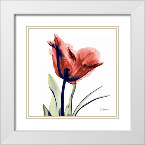 Tulip Red White Modern Wood Framed Art Print with Double Matting by Koetsier, Albert