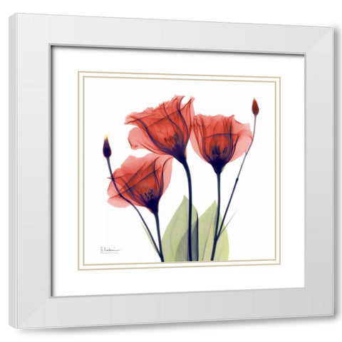 Gentian Red White Modern Wood Framed Art Print with Double Matting by Koetsier, Albert