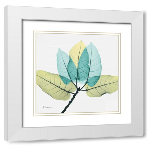 Ficus Burkey White Modern Wood Framed Art Print with Double Matting by Koetsier, Albert