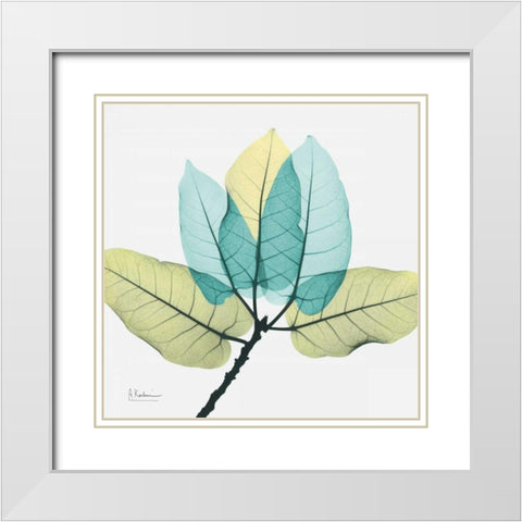 Ficus Burkey White Modern Wood Framed Art Print with Double Matting by Koetsier, Albert