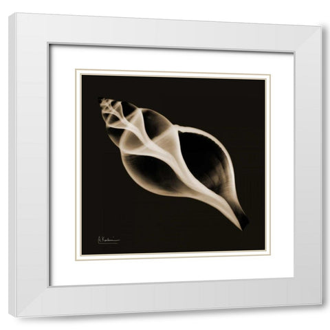 Tulip Shell_sepia White Modern Wood Framed Art Print with Double Matting by Koetsier, Albert