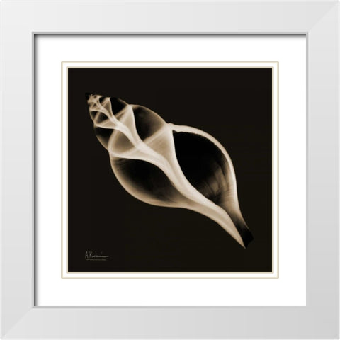 Tulip Shell_sepia White Modern Wood Framed Art Print with Double Matting by Koetsier, Albert