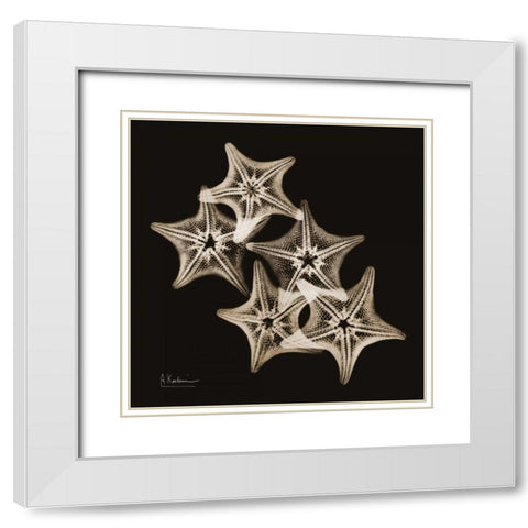 Starfish_sepia White Modern Wood Framed Art Print with Double Matting by Koetsier, Albert