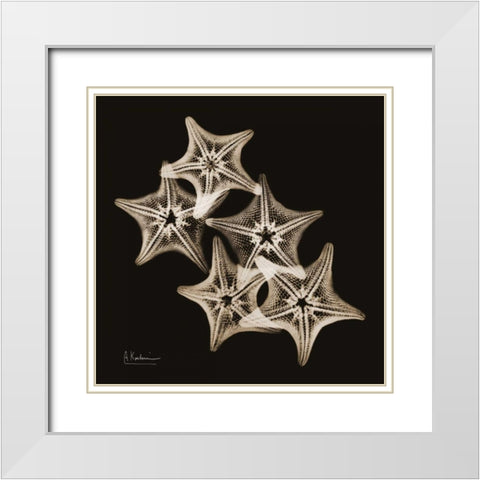 Starfish_sepia White Modern Wood Framed Art Print with Double Matting by Koetsier, Albert