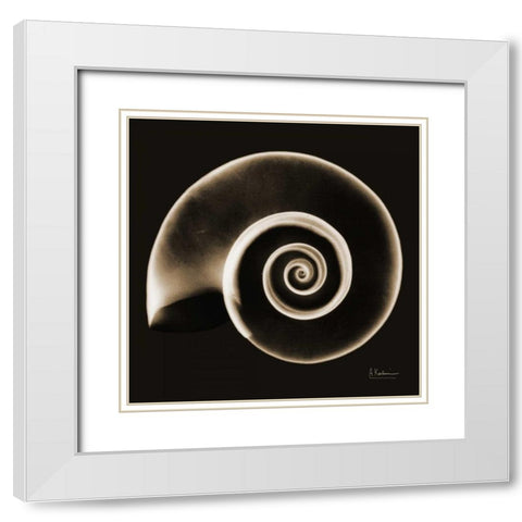 Rams horn Snail Shell Sepia White Modern Wood Framed Art Print with Double Matting by Koetsier, Albert