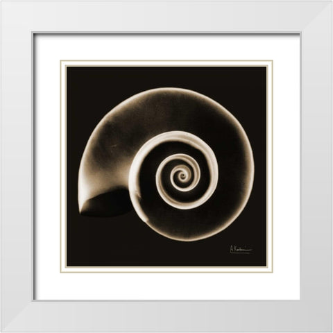Rams horn Snail Shell Sepia White Modern Wood Framed Art Print with Double Matting by Koetsier, Albert