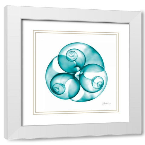 Moon snail Trio White Modern Wood Framed Art Print with Double Matting by Koetsier, Albert