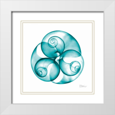 Moon snail Trio White Modern Wood Framed Art Print with Double Matting by Koetsier, Albert