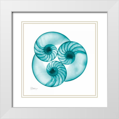 Nautilus Trio White Modern Wood Framed Art Print with Double Matting by Koetsier, Albert