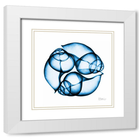 Electric Blue Moonsnails 2 White Modern Wood Framed Art Print with Double Matting by Koetsier, Albert