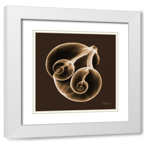 Fig Shells F140 White Modern Wood Framed Art Print with Double Matting by Koetsier, Albert