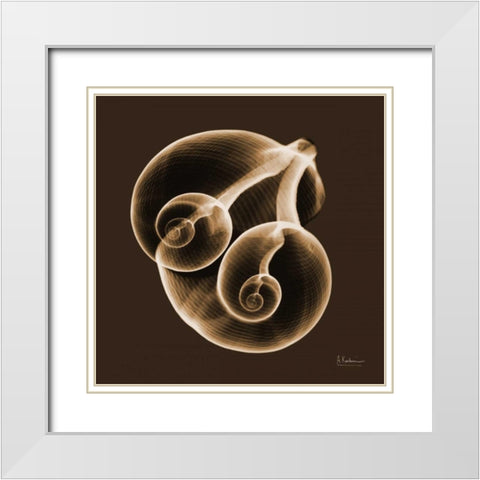 Fig Shells F140 White Modern Wood Framed Art Print with Double Matting by Koetsier, Albert