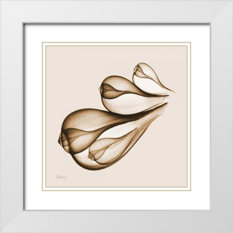 Fig Shells F124 White Modern Wood Framed Art Print with Double Matting by Koetsier, Albert