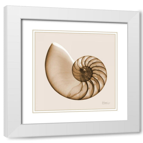 Sepia Nautilus White Modern Wood Framed Art Print with Double Matting by Koetsier, Albert