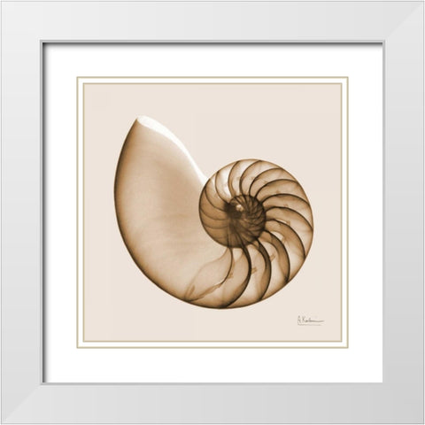 Sepia Nautilus White Modern Wood Framed Art Print with Double Matting by Koetsier, Albert