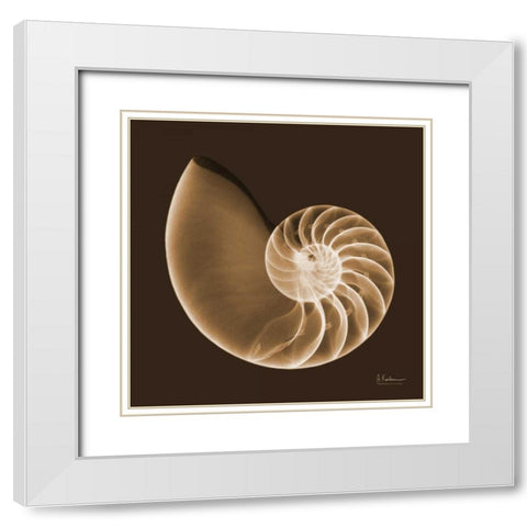 Sepia Nautilus White Modern Wood Framed Art Print with Double Matting by Koetsier, Albert