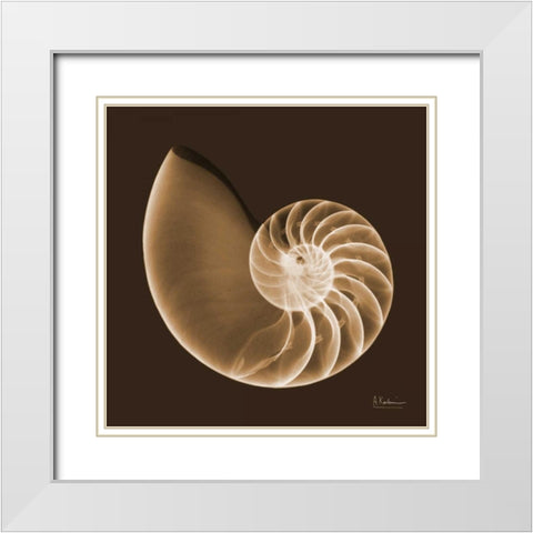 Sepia Nautilus White Modern Wood Framed Art Print with Double Matting by Koetsier, Albert