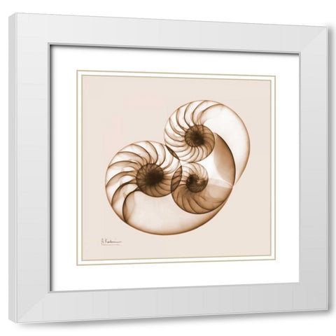 Sepia Nautilus 2 White Modern Wood Framed Art Print with Double Matting by Koetsier, Albert