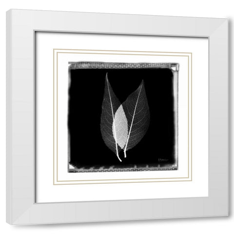 Caplulin Cherry STAR White Modern Wood Framed Art Print with Double Matting by Koetsier, Albert