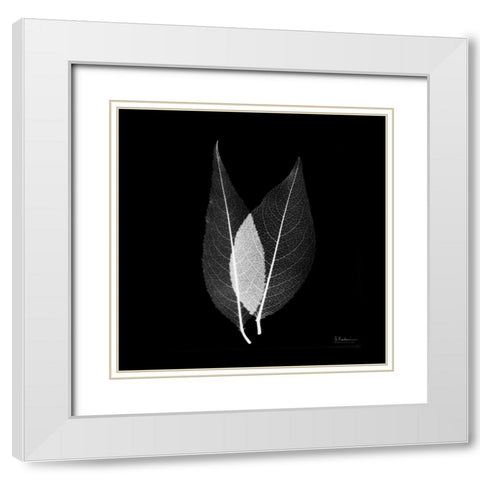 Caplulin Cherry STAR White Modern Wood Framed Art Print with Double Matting by Koetsier, Albert
