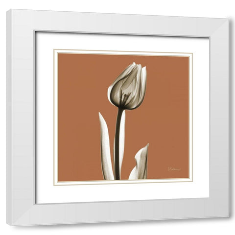 Squash Tulip White Modern Wood Framed Art Print with Double Matting by Koetsier, Albert