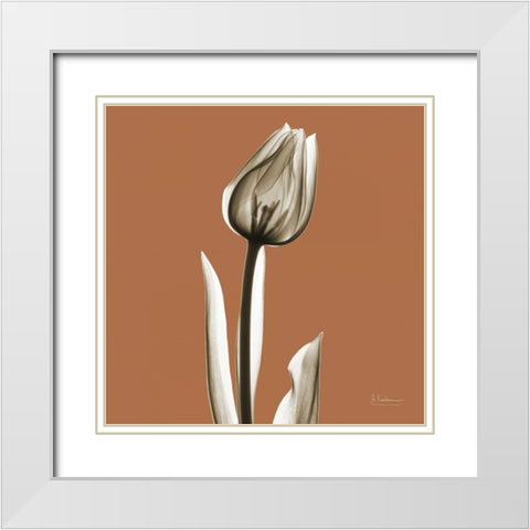 Squash Tulip White Modern Wood Framed Art Print with Double Matting by Koetsier, Albert