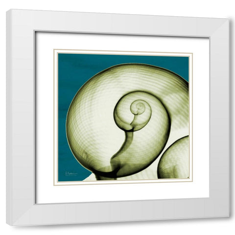 Moon Snail White Modern Wood Framed Art Print with Double Matting by Koetsier, Albert