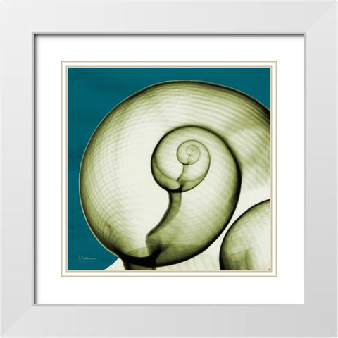 Moon Snail White Modern Wood Framed Art Print with Double Matting by Koetsier, Albert