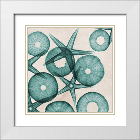 Under The Sea 3 White Modern Wood Framed Art Print with Double Matting by Koetsier, Albert