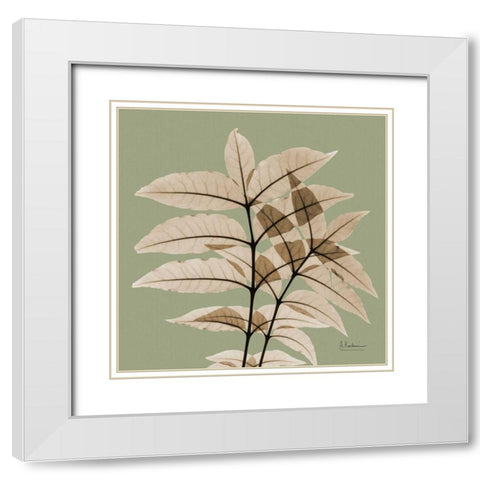 Tree Of Heaven White Modern Wood Framed Art Print with Double Matting by Koetsier, Albert