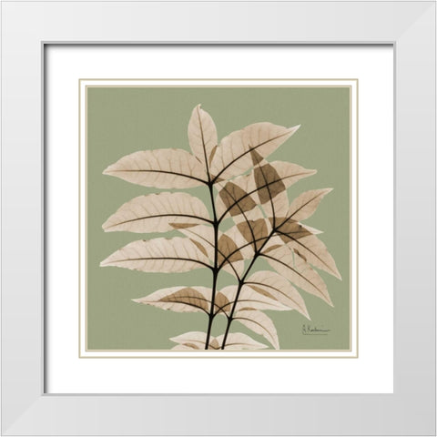 Tree Of Heaven White Modern Wood Framed Art Print with Double Matting by Koetsier, Albert