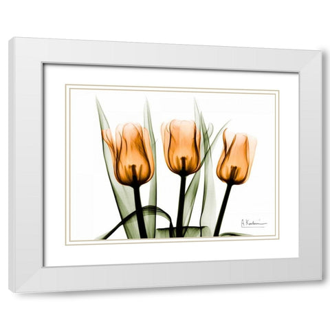 Tulips Orange White Modern Wood Framed Art Print with Double Matting by Koetsier, Albert