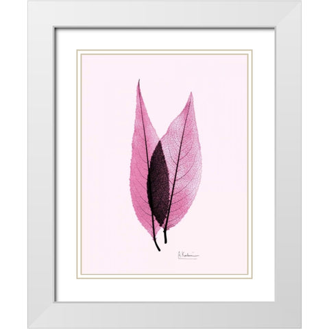 Caplulin Cherry Pink White Modern Wood Framed Art Print with Double Matting by Koetsier, Albert