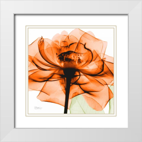 Orange Rose White Modern Wood Framed Art Print with Double Matting by Koetsier, Albert